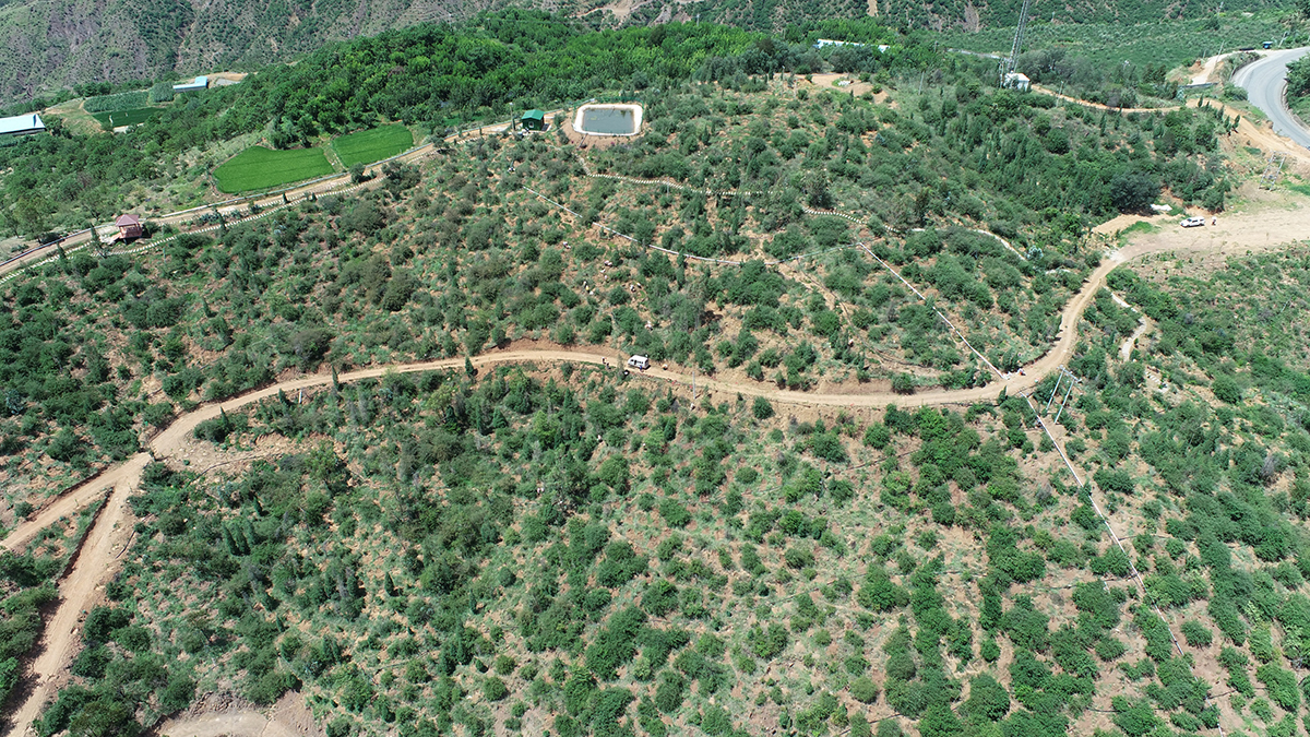 麗江林業生態扶貧項目